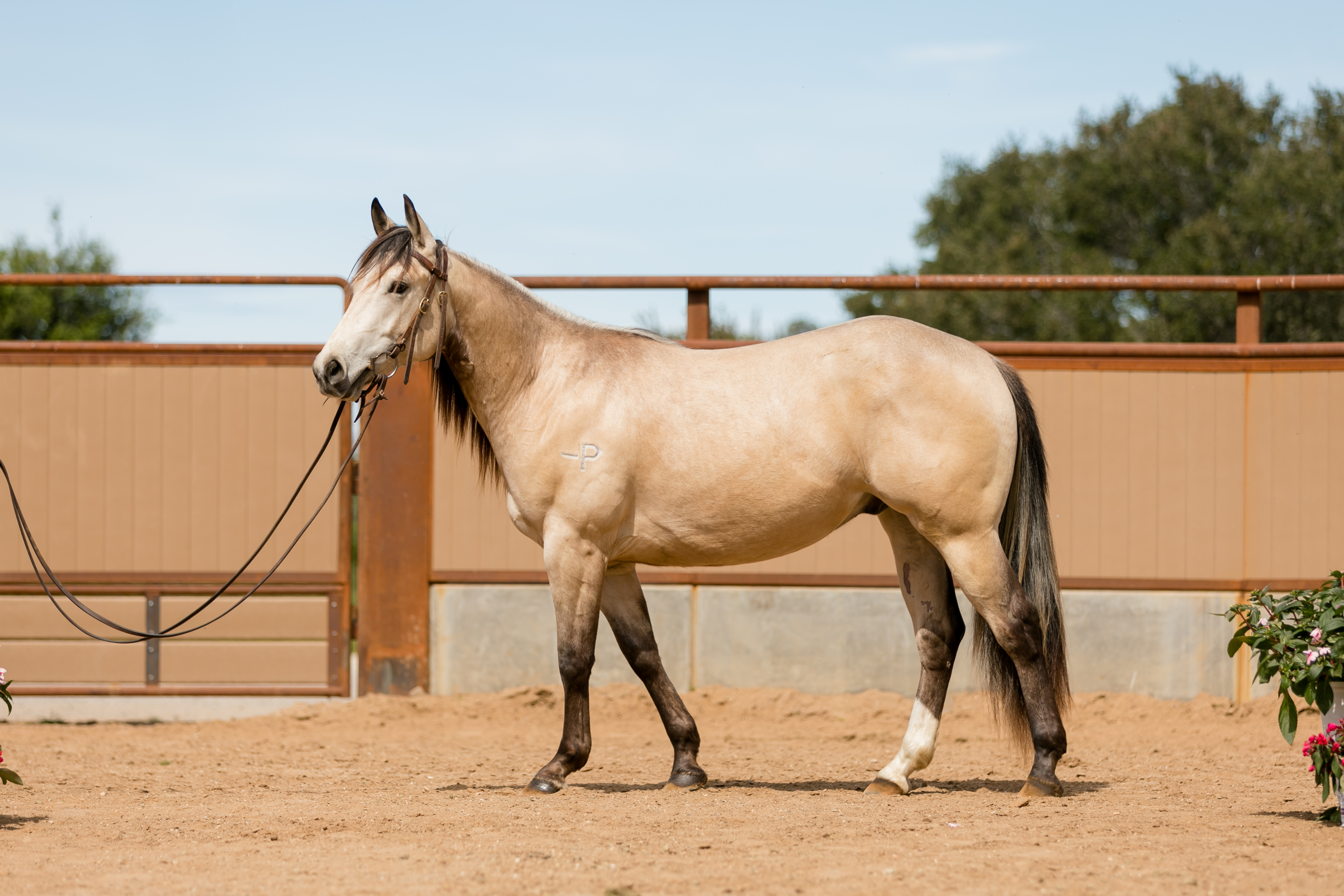 Latte Wild Card - Performance Horse Sales - Cal Poly, San Luis Obispo